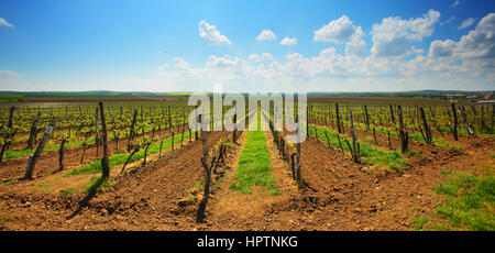 Französische Weinberg unter blauem Himmel im Sommer Stockfoto