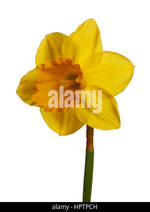 Frühling gelbe Narzissen isoliert auf weißem Hintergrund Stockfoto