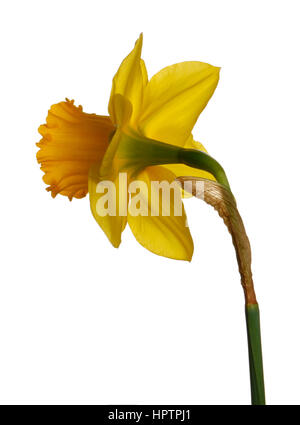 Frühling gelbe Narzissen isoliert auf weißem Hintergrund Stockfoto