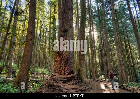 Der Mensch steht in der uralten Wald von Avatar Grove, Port Renfrew, Vancouver Island, British Columbia, Kanada Stockfoto