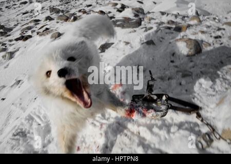 Inuit in Kanada sind Jagd Tiere für Pelz Stockfoto