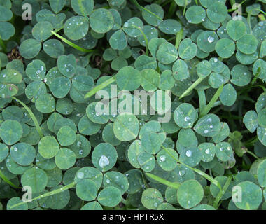 Grünen Klee Kleeblatt Shamrock Trifolium Hintergrund Hintergrundbild, sinkt natürlich mit Regen in kühlen Tönen Stockfoto