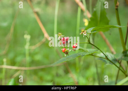 Roten Vogelbeeren hängen die Zweige der Balken Stockfoto