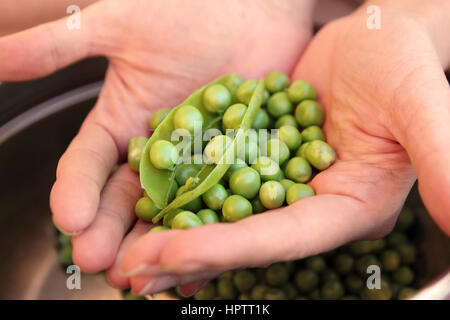 Erbsen in Händen Stockfoto