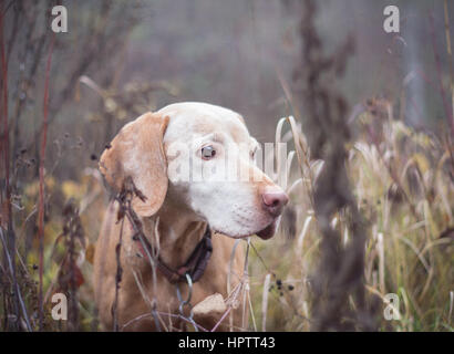 älteren Vizsla Hund in der Natur Stockfoto