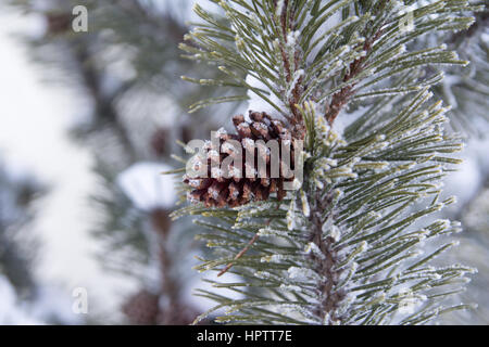 Tanne Zweig mit Tannenzapfen und Schnee Stockfoto