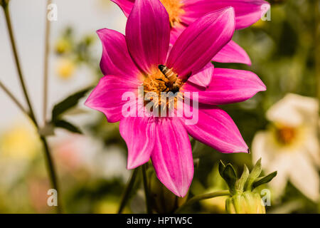 Honigbienen sammeln Pollen von lila gefärbt Dahlia aus Garten Stockfoto