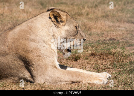 Eine Löwin gähnt nach dem Aufwachen in einem Wildreservat in Südafrika Stockfoto