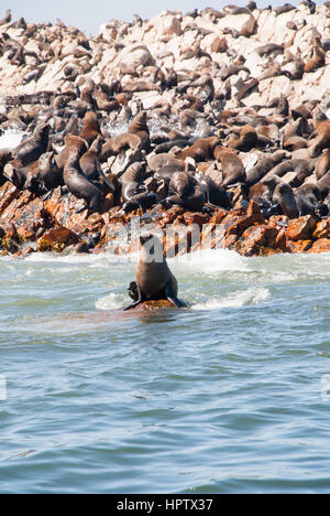 Robbenkolonie Cape in Südafrika in Mossel Bay Stockfoto