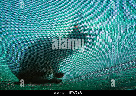 Eine kleine Katze sitzt oben auf Plane Silhouette von der Sonne Stockfoto