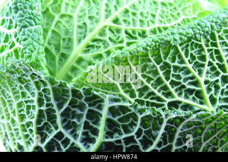 frische Savoy Kohl Closeup als eine Hintergrundtextur Essen Stockfoto