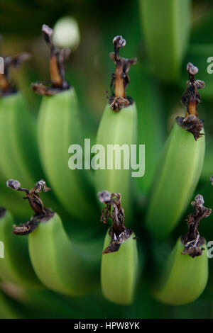 Indianer bananen Indianer bananen