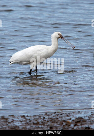 Juvenile eurasische Löffler, Ryans Feld Hayle Mündung RSPB Reserve, Cornwall, England, UK. Stockfoto