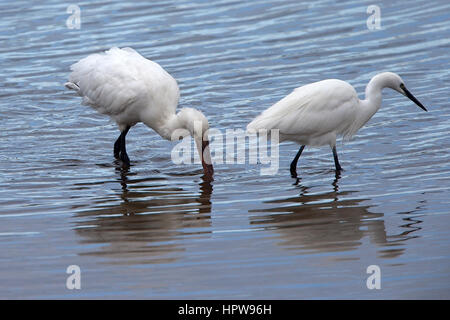 Seidenreiher und eine juvenile eurasische Löffler Fütterung zusammen, Ryan Field, Hayle Mündung RSPB Reserve, Cornwall, England, UK. Stockfoto