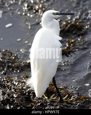 Kleiner Reiher stehen am Rande des Wassers, Hayle Mündung RSPB Reserve, Cornwall, England, UK. Stockfoto