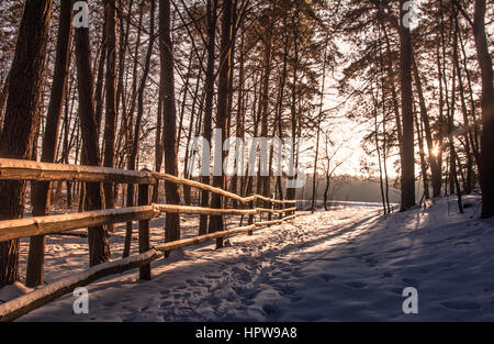 Schöne Sunbeam Blitz einen Patch in einem Wald. Stockfoto