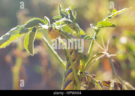 Acherontia Atropos Caterpillar Stockfoto