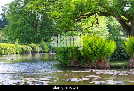 Sommergarten mit einem kleinen See, umgeben von Eichen, Rhododendren, Farne Stockfoto