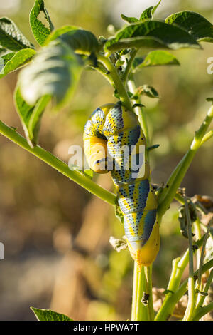 Acherontia Atropos Caterpillar Stockfoto