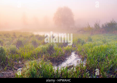 Neblig Frühling Sonnenaufgang auf dem Sumpf mit Nebel am Morgen Stockfoto