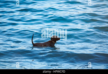 Ein schwarzer Labrador im blauen Seewasser spielen. Labrador Hund stehen im bunten blauen Meer Stockfoto