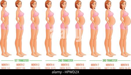 Neun Monate der Schwangerschaft Progression. Vektor-Illustration. Stock Vektor