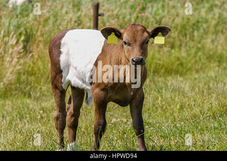 schöne junge Lakenvelder Kalb. Lakenvelder ist eine einzigartige holländische Kuh Rasse Stockfoto