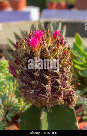 Schöne Blumen und Kakteen Garten Stockfoto