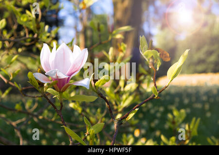 Blüte der Magnolienbäume im Frühling, Blumen rosa Magnolia Stockfoto