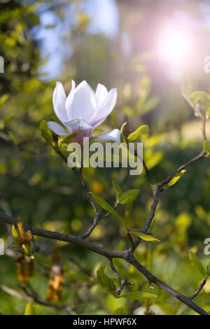 Blüte der Magnolienbäume im Frühling, Blumen rosa Magnolia Stockfoto