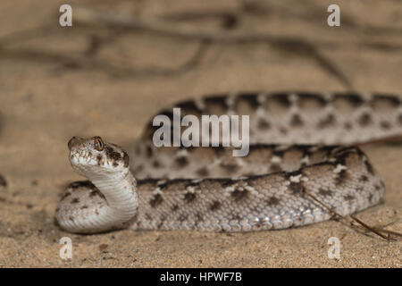 ECHIS Pyramidum (ägyptische sah skaliert Viper) Stockfoto