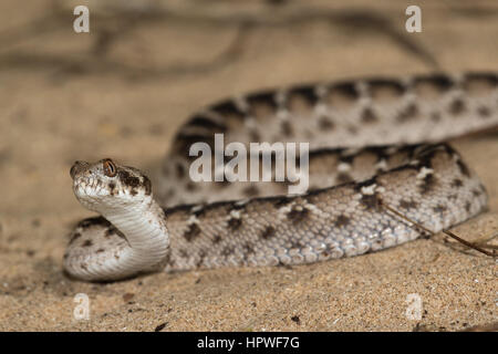 ECHIS Pyramidum (ägyptische sah skaliert Viper) Stockfoto