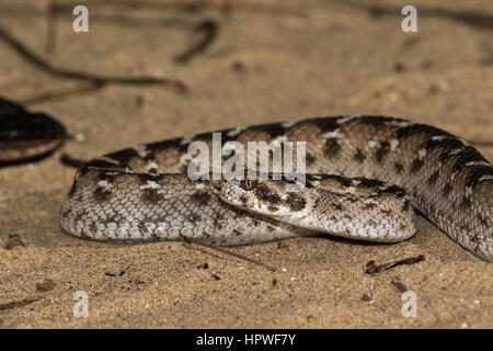 ECHIS Pyramidum (ägyptische sah skaliert Viper) Stockfoto