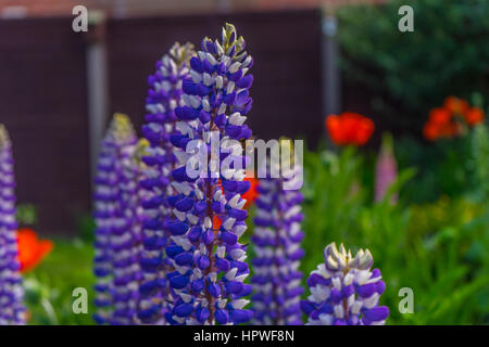 Hummel auf einer Fox-Handschuh Stockfoto