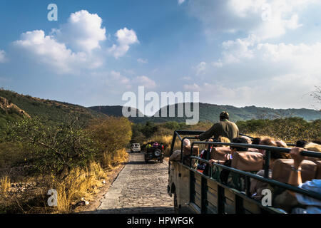 Touristischen Naht, Royal Bengal Tiger und andere wilde Tiere im Ranthambore Tiger Reserve mit Wald-Fahrzeugen finden Sie unter Stockfoto