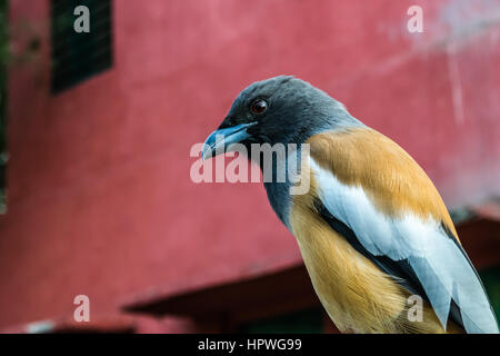 Porträt von Rofus Treepie thront und starrte Stockfoto