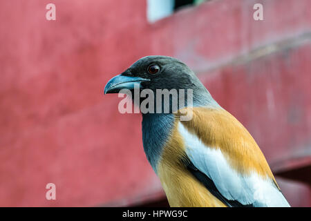 Porträt von Rofus Treepie thront und starrte Stockfoto