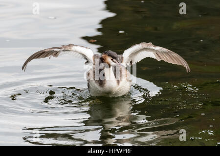 Great crested Haubentaucher (Podiceps Cristatus) mit Flügeln. Eleganter Wasservögel in der Familie Flügel Podicipedidae schwimmen und flattern Stockfoto