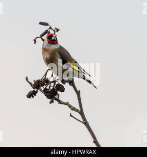 Stieglitz (Zuchtjahr Zuchtjahr) thront auf Zweig. Bunter Vogel in der Familie Fink (Fringillidae), sitzen auf Baum Erlen (Alnus Glutinosa) Stockfoto