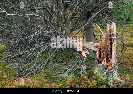 Gebrochenen Kiefer Baumstamm links im Urwald verrotten / alten Wald als Totholz, Lebensraum für Wirbellose, Moose und Pilze Stockfoto