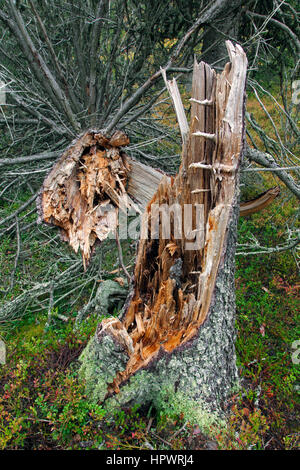 Gebrochenen Kiefer Baumstamm links im Urwald verrotten / alten Wald als Totholz, Lebensraum für Wirbellose, Moose und Pilze Stockfoto