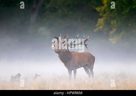 Rothirsch (Cervus Elaphus) Hirsch brüllen in Grünland im Nebel am Waldrand während der Brunft im Herbst Stockfoto