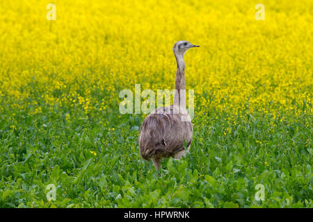 Größere Rhea / American Rhea / Ñandú (Rhea Americana), flugunfähigen Vogel / flugunfähige östlichen Südamerika heimisch Stockfoto