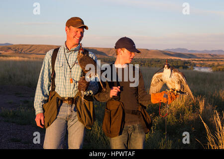 Junge hält einen Peregrine gyrfalcon Kreuz tiercel Männlich (Falcon), während sein Vater hält ein Wanderfalke, der Falknerei in Montana. Stockfoto