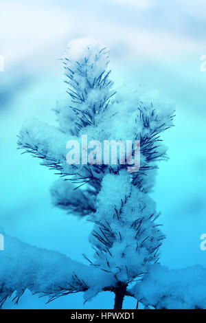 Schöne Spitze des Weihnachtsbaumes mit weißem Schnee bedeckt Stockfoto