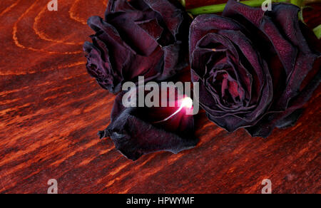 Verblasste Rosen auf einem dunklen Untergrund. Symbol der gebrochenen Herzen. Stockfoto