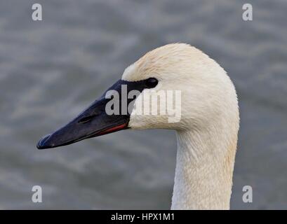 Schöne isoliert Foto von einem wilden Trompeter Schwan Stockfoto