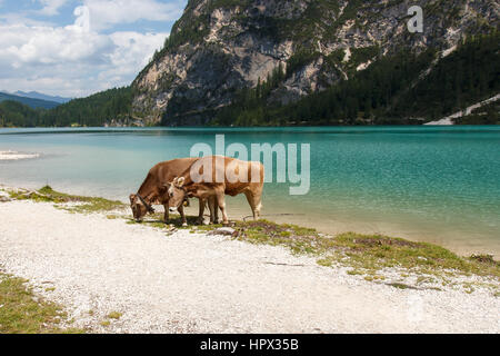 Kühe in der Nähe von See Wildsee Wildsee in Italien Alpen Stockfoto