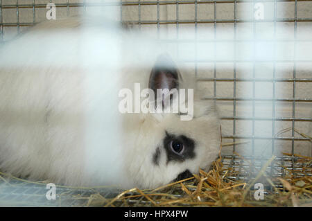 Schönen weißen Hauskaninchen in Käfig Stockfoto