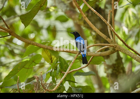 Asiatische Märchen-Bluebird, Irena Puella. Fand in Berg-Wald im tropischen Süden Asiens. Stockfoto